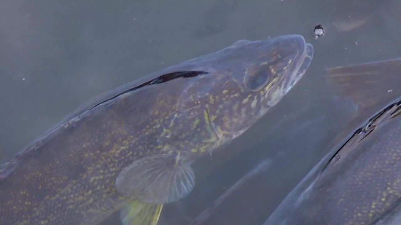 BenryNews's tweet card. Walleye fishing on Millie Lacs Lake is set to begin on May 10, with regulations now approved by the Minnesota Department of Natural Resources.