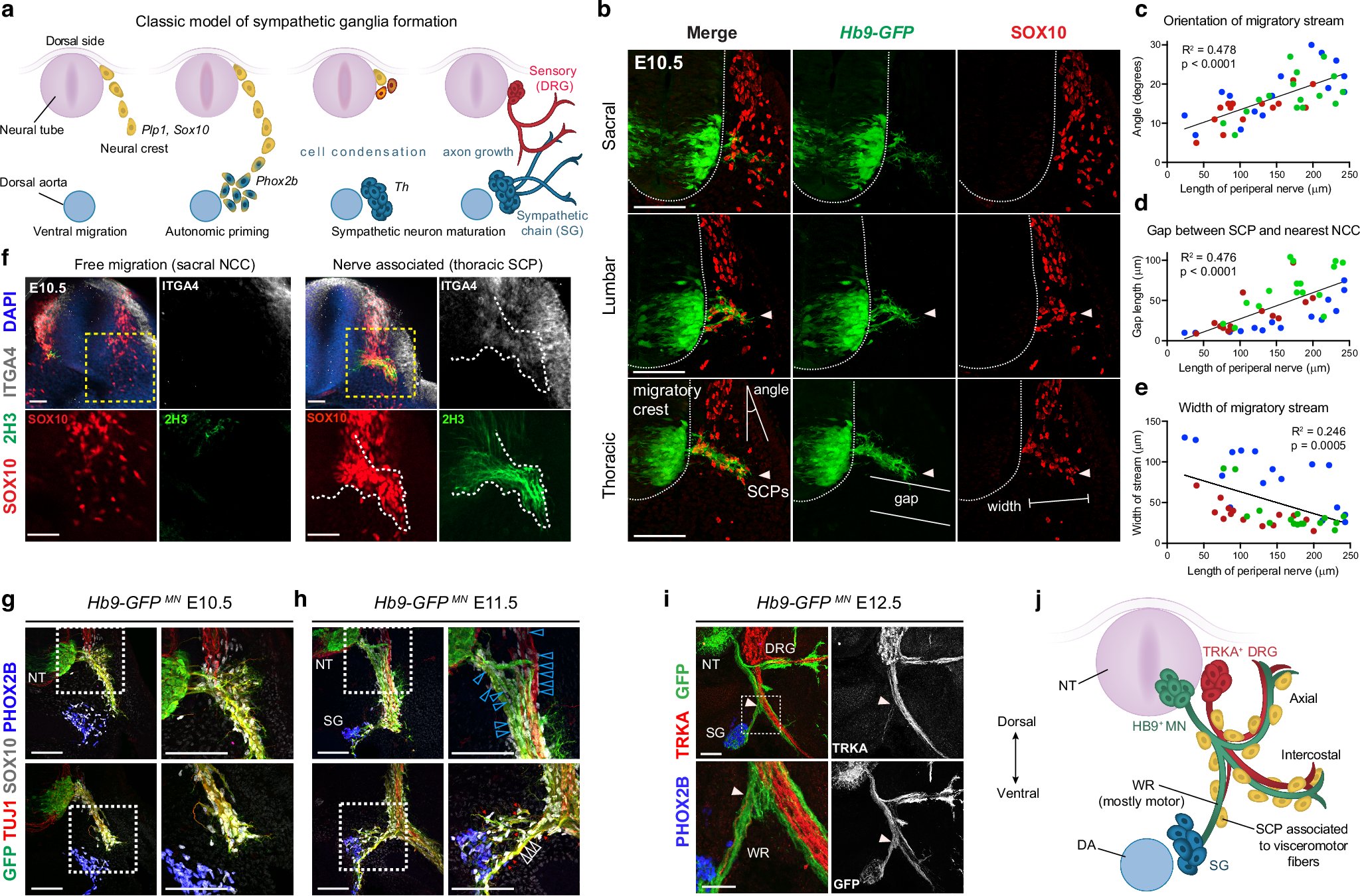 Gio_Canu's tweet card. Nature Communications - How tissues interact to help each other grow is a major question for biologists. Here, the authors show that motor innervation controls positioning of sympathetic progenitor...