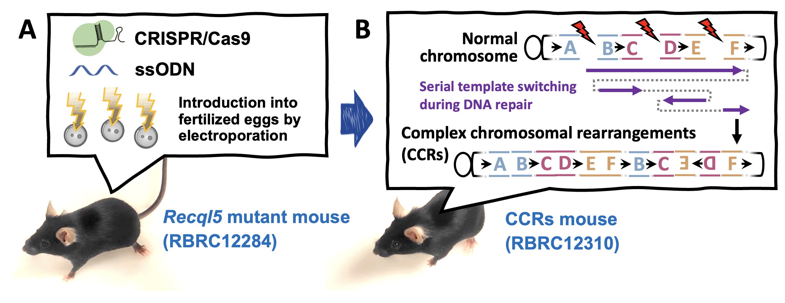 RIKEN_BRC_en's tweet card. April 2025 Mouse of the Month Induction of chromoanasynthesis using Recql5 mutant mice C57BL/6N-Recql5 (RBRC12284)C57BL/6N-Dp(Hmga2-Rassf3)In(10) (RBRC12310) (A) CRISPR/Cas9 and single-stranded...