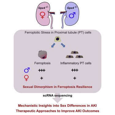 LabSouma's tweet card. Repair of acute kidney injury is worse in males than in females. Ide et al. report that this sexual dimorphism results from sex differences in ferroptosis. Single-cell transcriptomics identifies NRF2...