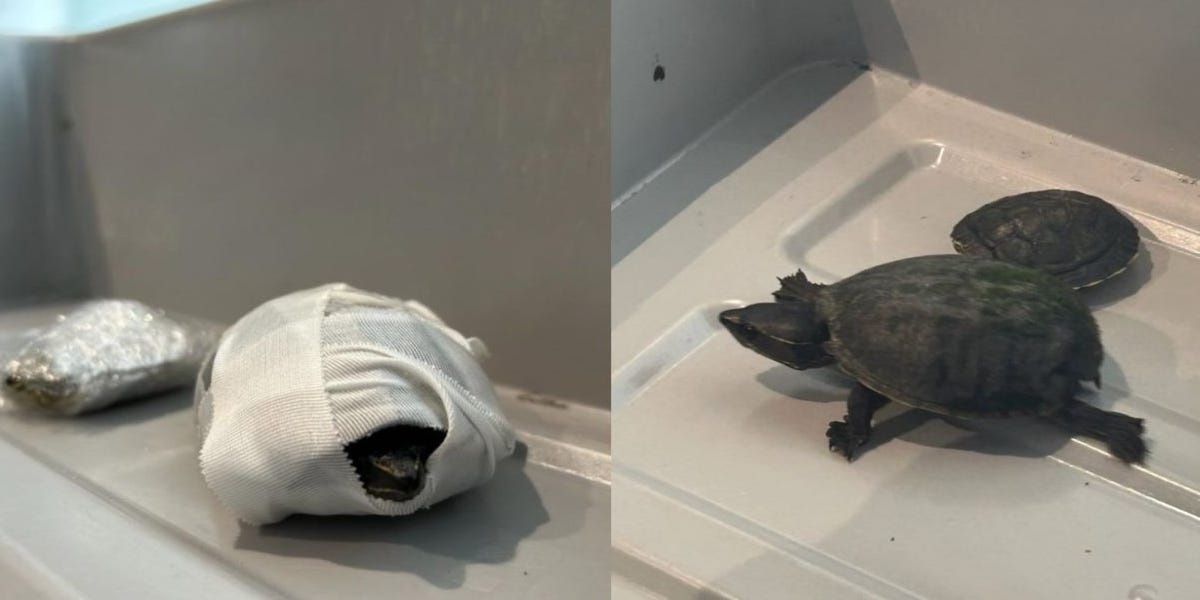 vcstar's tweet card. TSA agents in Florida were "shell-shocked" as a woman attempted to smuggle two turtles in her bra.