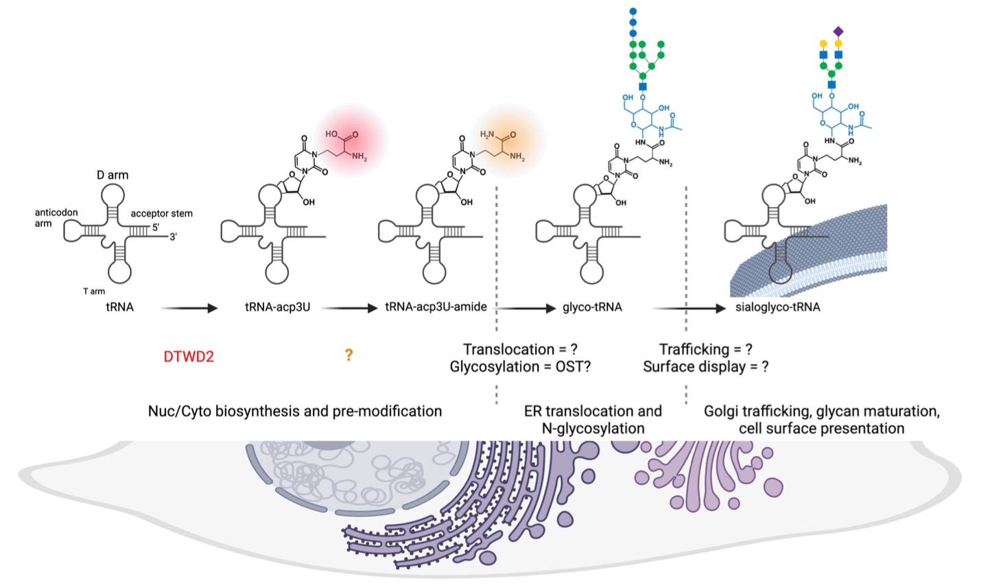 HSCRB's tweet card. HSCRB Assistant Professor Ryan Flynn has developed advanced techniques to provide conclusive evidence of glycoRNAs, uncovering a surprising role for RNA.