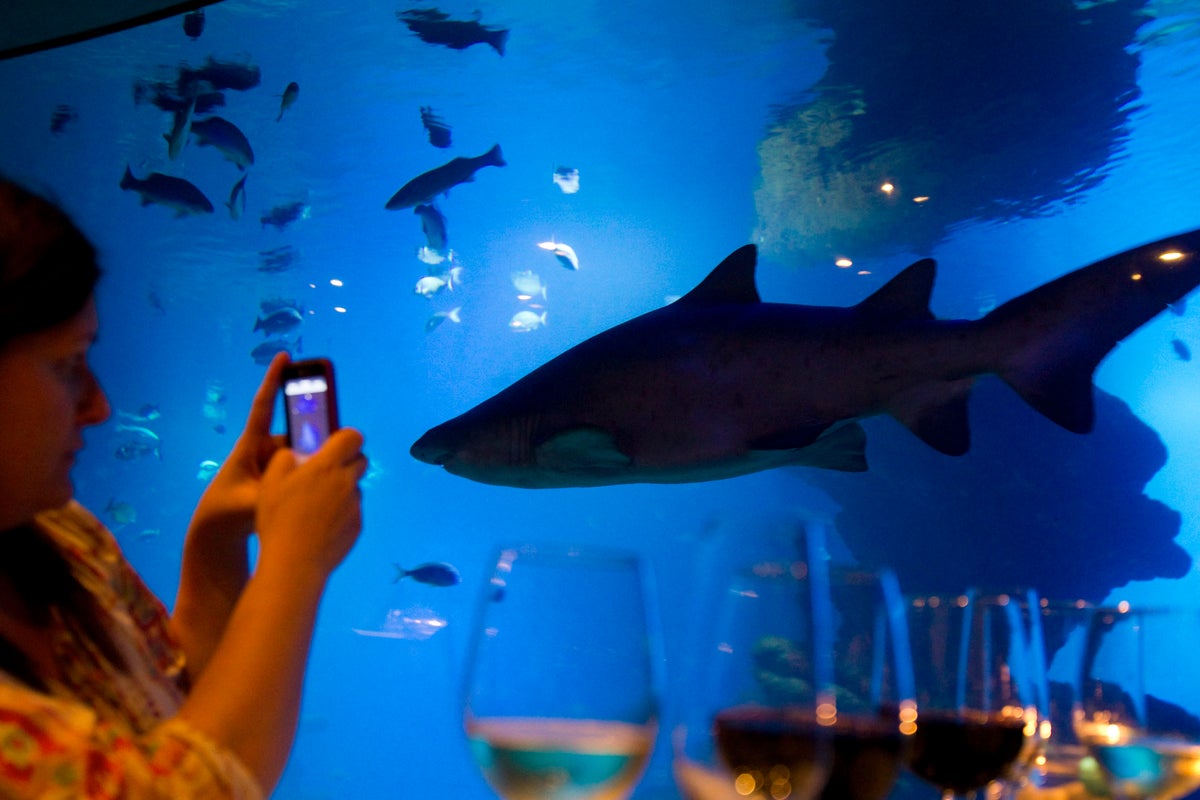 Seasaver's tweet card. Study finds skin colour of blue shark grows darker when it swims deeper