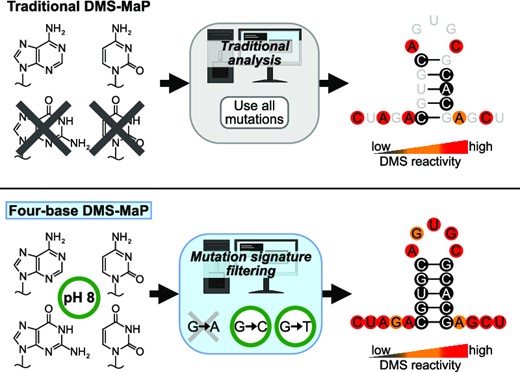 TonyMustoe's tweet card. Abstract. Chemical probing experiments have transformed RNA structure analysis, enabling high-throughput measurement of base-pairing in living cells. Dimet