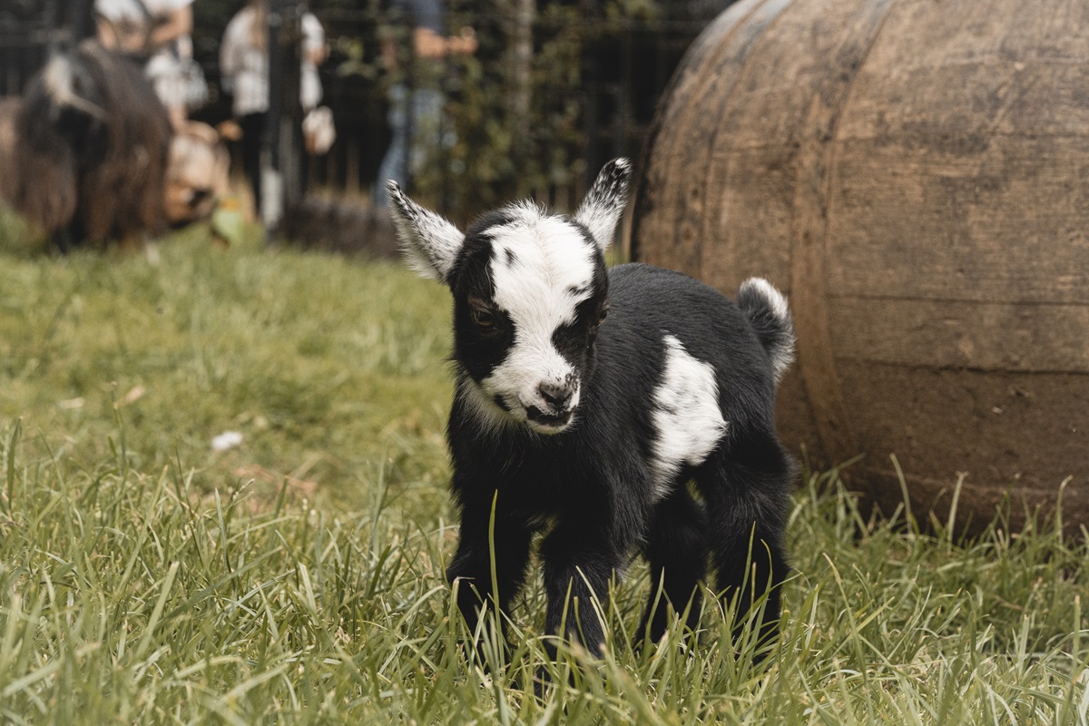 ThePacket's tweet card. Named Bailey, the goat was born a few weeks ago and was named following an online competition.