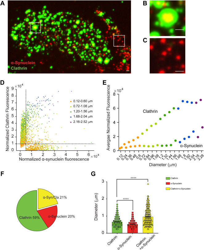 SChandraLab's tweet card. α-Synuclein and family members β- and γ-synuclein are presynaptic proteins that sense and generate membrane curvature, properties important for synaptic vesicle (SV) cycling. αβγ-synuclein triple...