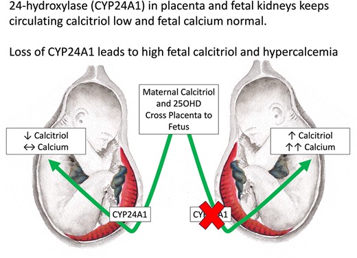 cskovacs's tweet card. Abstract. Calcitriol circulates at low levels in normal human and rodent fetuses, in part due to increased 24-hydroxylation of calcitriol and 25-hydroxyvit
