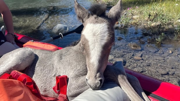 ShachiKurl's tweet card. A foal that found itself stuck in the Kananaskis River would have been in big trouble, had paddlers Anna Gleig and Ava Haddad not come by and rescued it from drowning. After pulling it out of the...