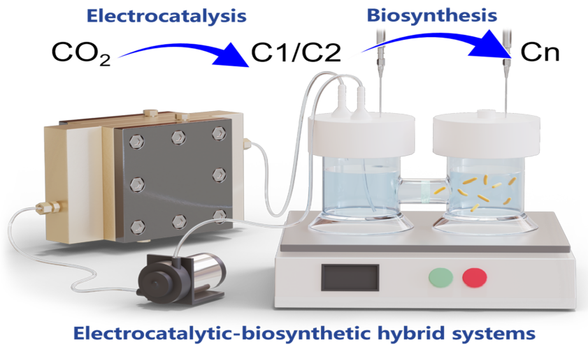 Syn_Bio_Eng's tweet card. Transformation of CO2 into high-value, long-chain carbon compounds is a long-term goal for CO2 conversion and utilization. Electrocatalytic CO2 reduction can achieve C1/C2 products with a high...
