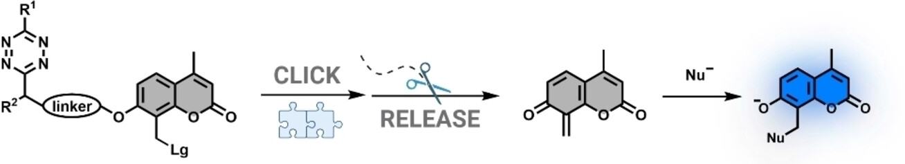 EurJOC's tweet card. A bioorthogonally driven fluorogenic tagging scheme based on a novel design strategy is presented herein. The concept involving a click-to-release tetrazine unit as the trigger chemically caging a...