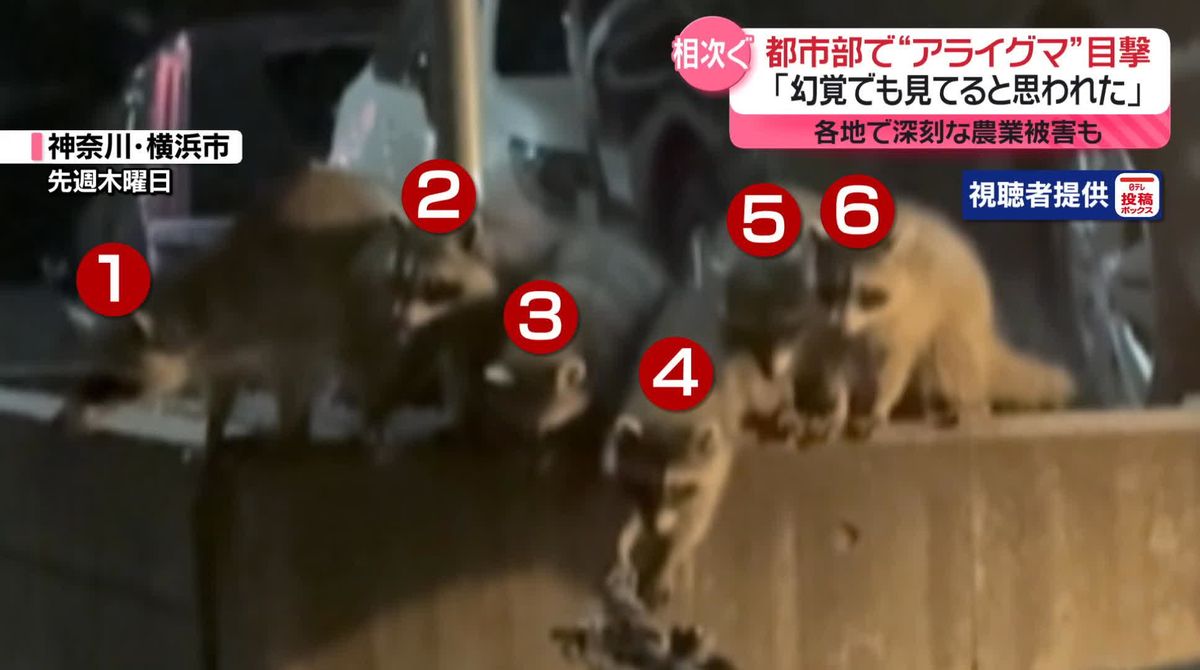 SunFieldValley's tweet card. 6頭のアライグマが次々と姿を見せる動画が、横浜市の住宅街で撮影されました。撮影者も、家族から「幻覚を見ているのでは」と疑われたそうですが、いま都市部でアライグマの目撃が相次いでいます。