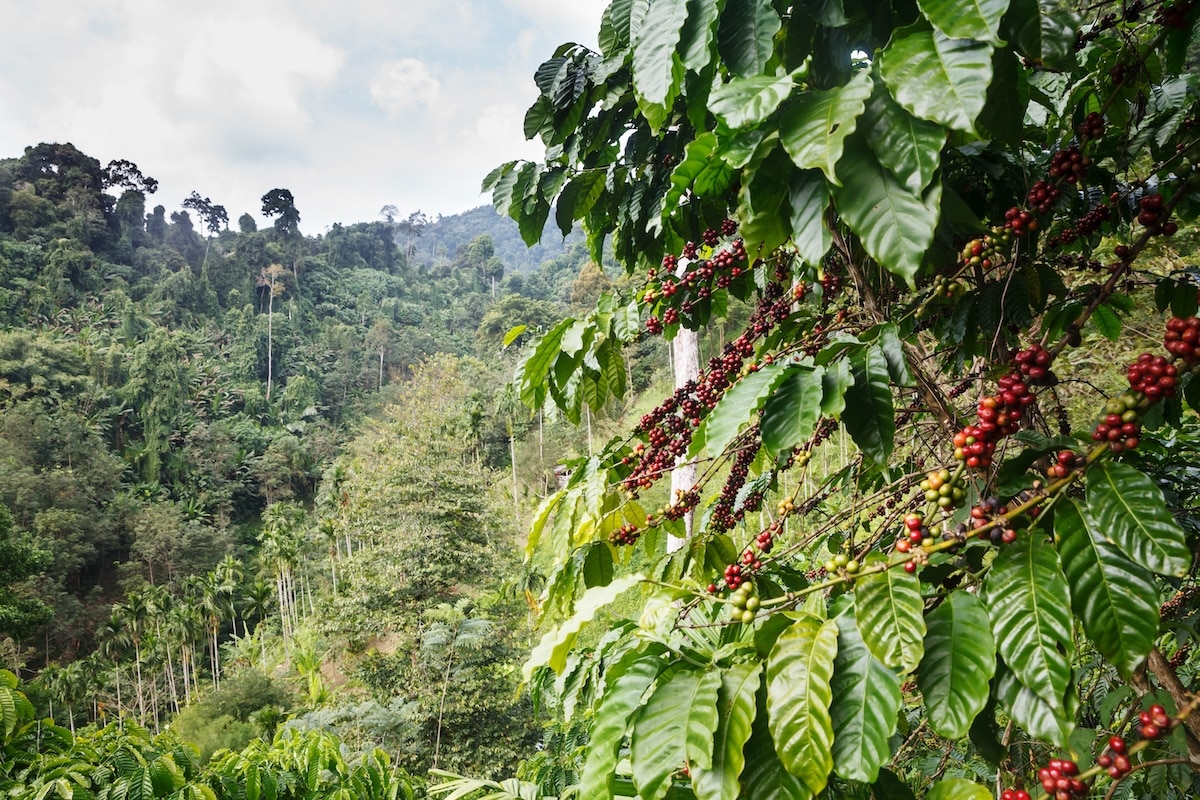 palmoilmonitor's tweet card. A number of European coffee companies have called for a further delay to the European Union's Deforestation Regulation (EUDR).