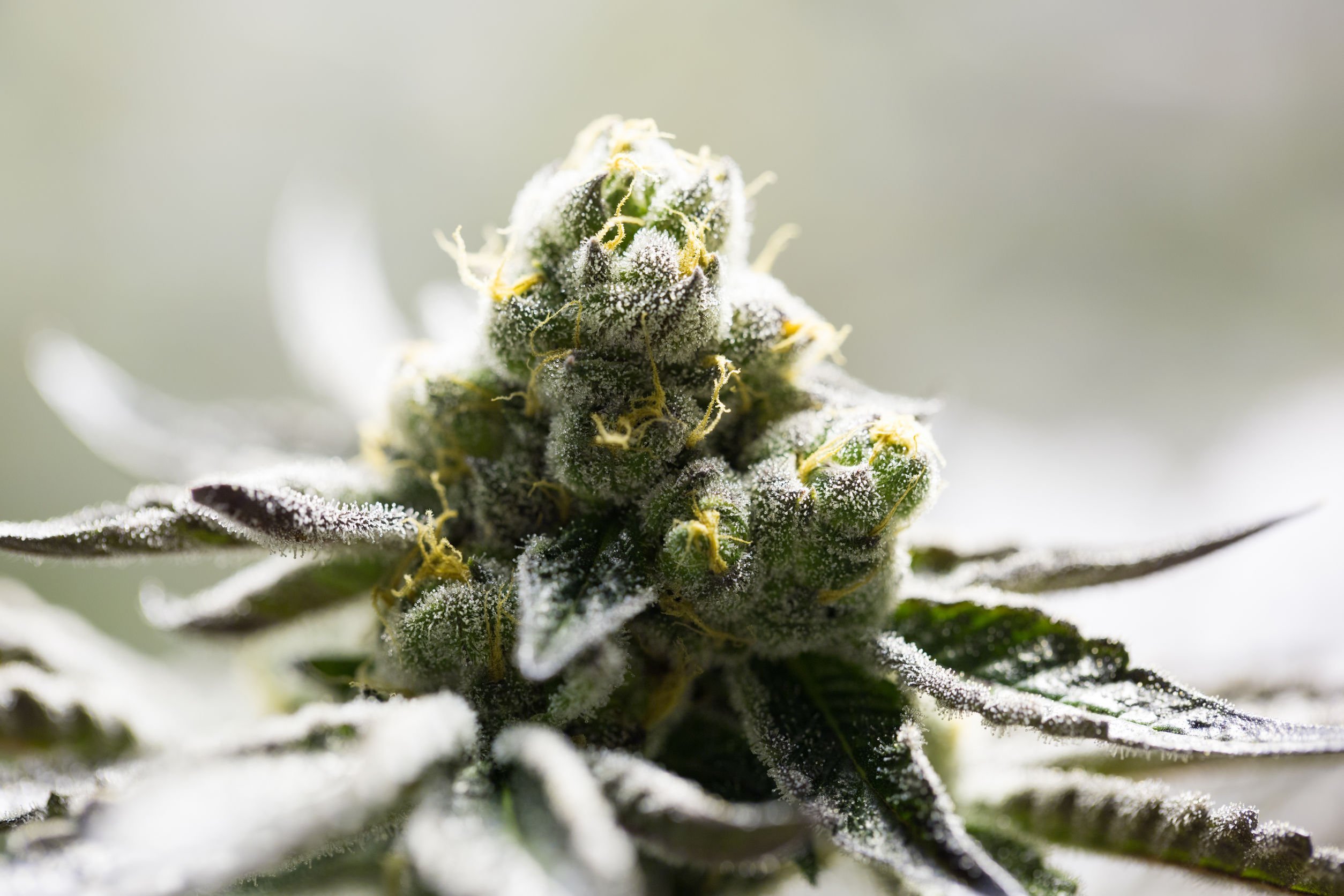 TheNatPath's tweet card. Docere Anup Mulakaluri, ND, AWC Cannabis has a documented history of clinical use that spans thousands of years in the […]