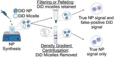 TheDayLab's tweet card. Tracking nanoparticles’ location is imperative for understanding cellular interactions, pharmacokinetics, and biodistribution. DiD is a lipophilic dye commonly used to label nanoparticles for...