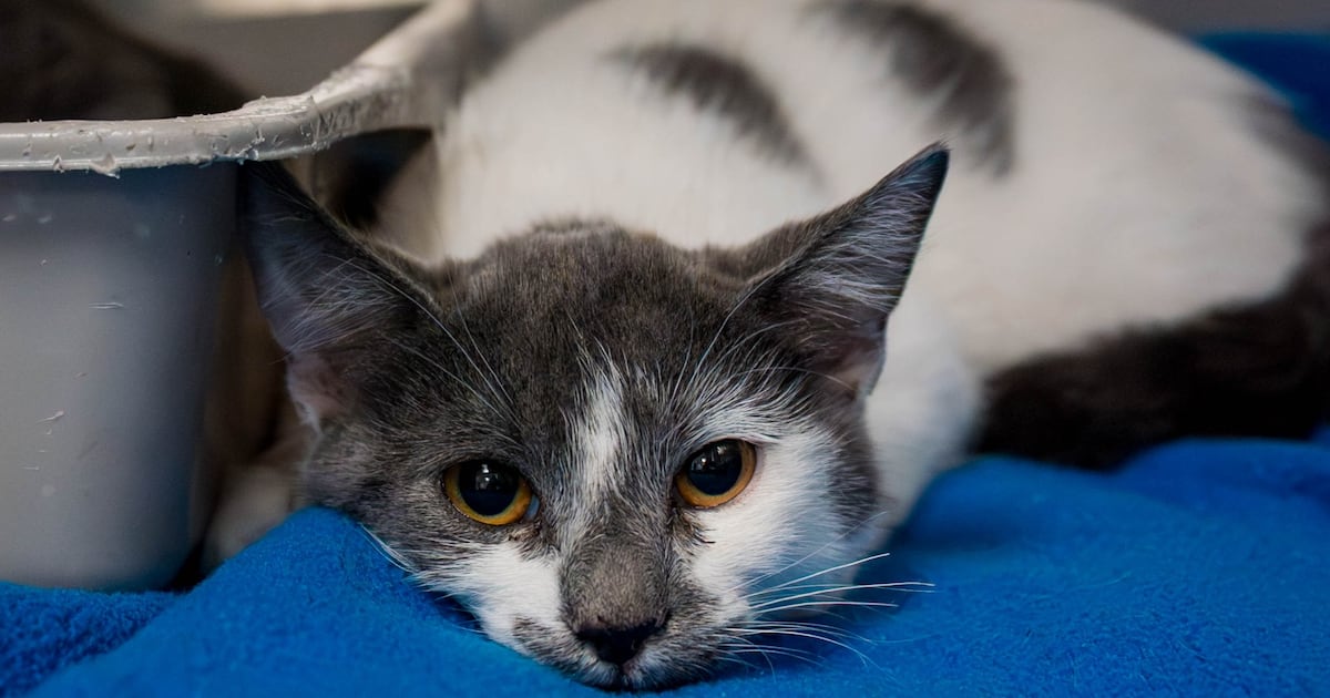 CTVMontreal's tweet card. The Montreal SPCA is offering adult cat adoptions at half price as the local animal shelter is full after 29 felines were rescued from a small apartment.