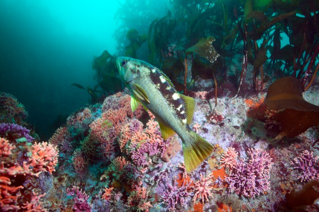 scsentinel's tweet card. “Rockfish, known as rock cod or Pacific snapper to sport and commercial fishers, are popular fishes to harvest and eat,” writes Lisa Wooninck in the Finding Sanctuary column. “As …