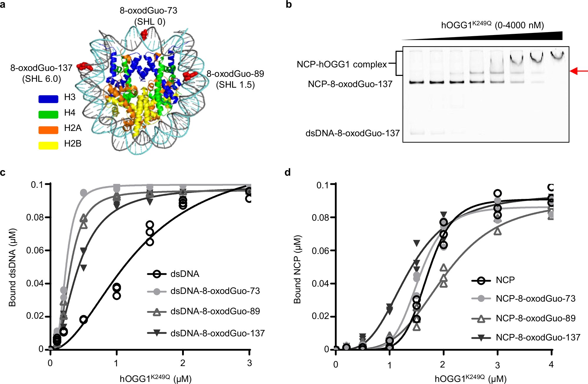 hopfnerlab's tweet card. Nature Communications - How DNA glycosylases repair base lesions within nucleosomes remains unclear. Here, the authors determine the cryo-EM structure of 8-oxoguanine-DNA glycosylase 1 bound to an...