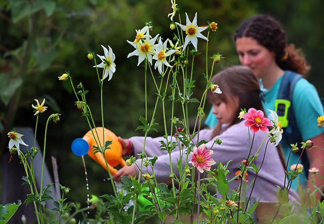 scsentinel's tweet card. Dahlias bloom at the UC Santa Cruz Farm as camper Cecilia DeBartolo and garden educator Julia Poole water the garden during Life Lab’s Wildlands to Watering Cans Summer Camp this week. The ca…