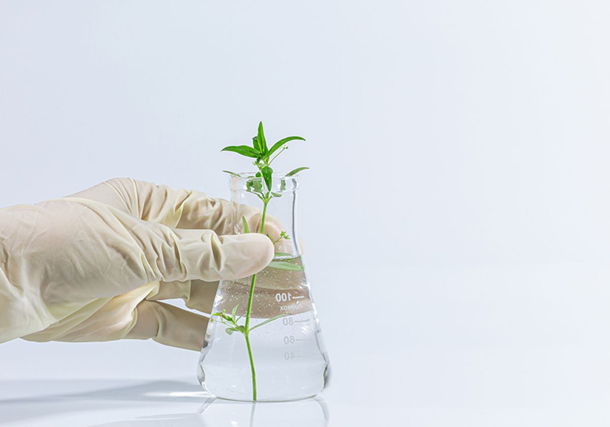 PMB_Berkeley's tweet card. To tackle food insecurity and climate change, scientists are tapping into ancient adaptations, engineering super crops, and designing plants from scratch.