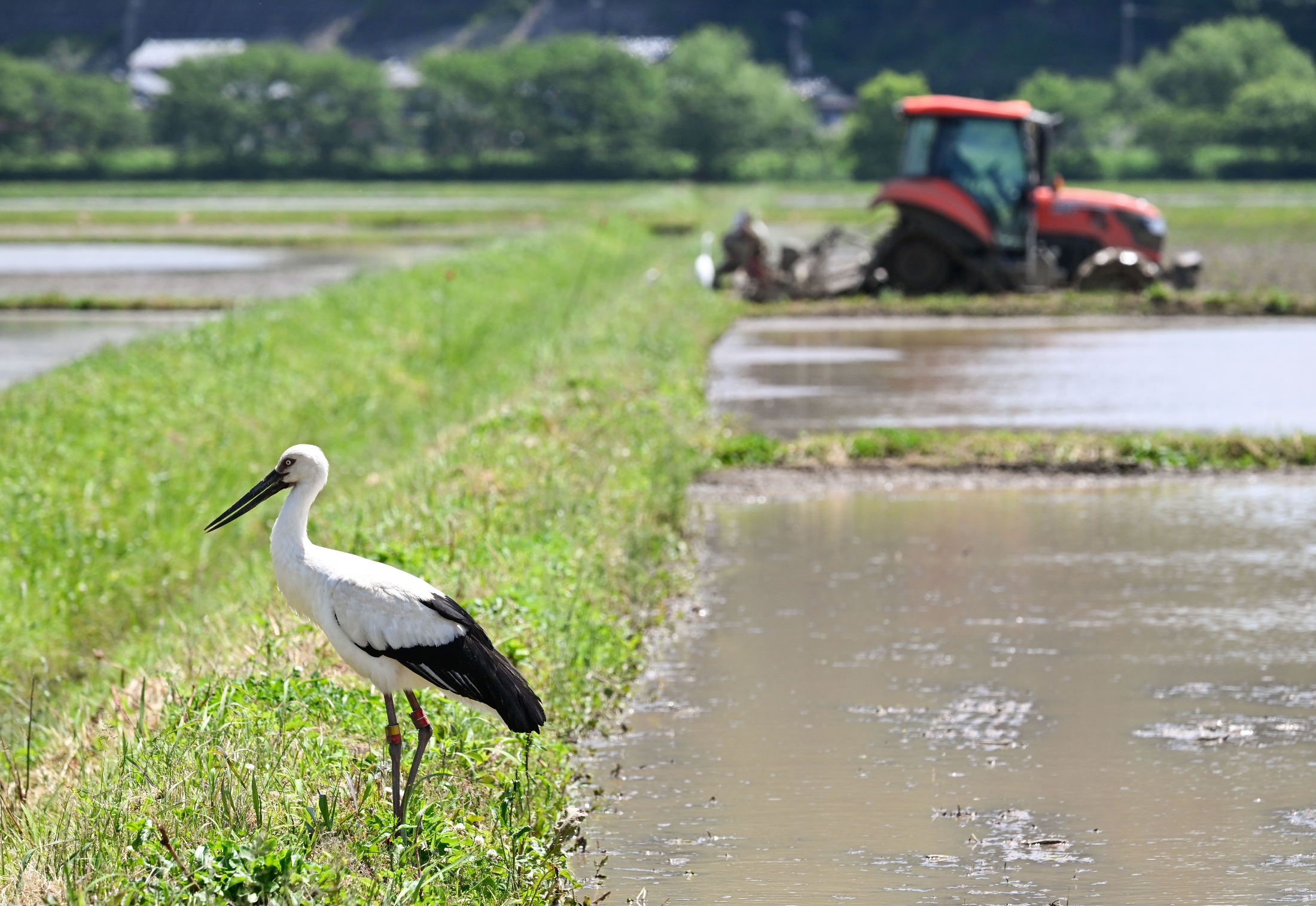 moriyuzujp's tweet card. 　里山に住む人が減ると、そこにいる鳥やチョウなどの生物も減る傾向にあることが、東京都市大学などの研究で分かった。一般的に人が減った場所では生物多様性が回復すると考えられていた。里山では人が減って水田