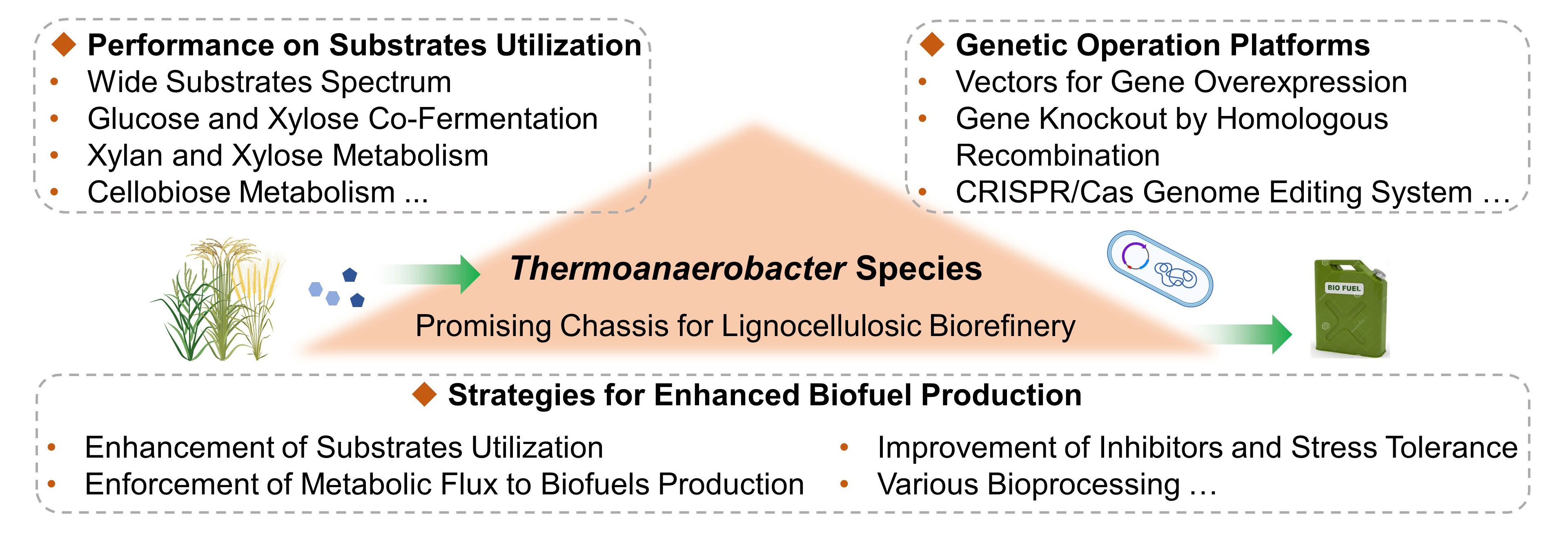 Syn_Bio_Eng's tweet card. Thermoanaerobacter species, which have broad substrate range and high operating temperature, can directly utilize lignocellulosic materials for biofuels production. Compared with the mesophilic...