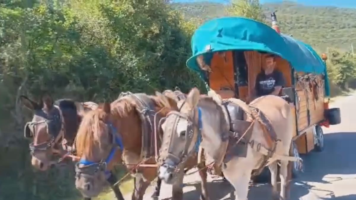 SERPirineos's tweet card. Un carro tirado por caballos sorprende a conductores en la N-240