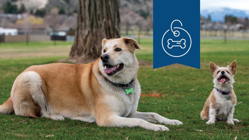 CFJC_Today's tweet card. KAMLOOPS - The City of Kamloops has launched a new Facebook page that will aim to reunited lost or missing pet...