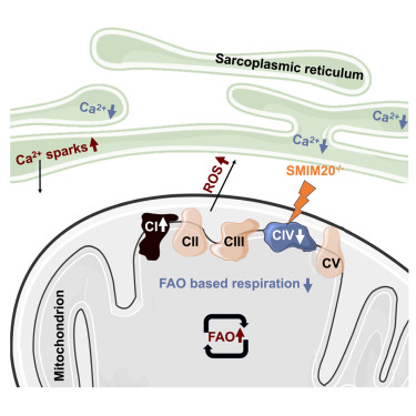 RehlingLab's tweet card. Boshnakovska et al. show that loss of the complex IV assembly factor SMIM20 in mice impairs complex IV function and causes a cardiac phenotype. SMIM20−/− mice demonstrate increased complex I activity...