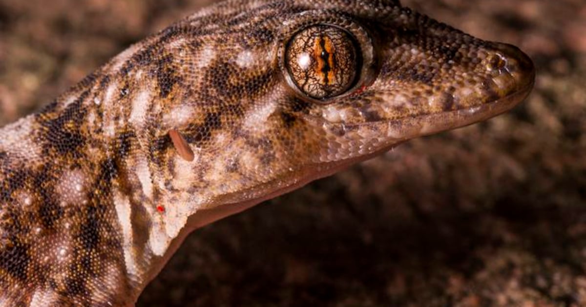 BNNBloomberg's tweet card. Scientists have documented for the first time an extremely rare new species of gecko that has until now "managed to hide in plain sight" in the shrinking forests of Madagascar.