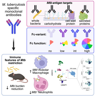 javid_lab's tweet card. Polyclonal Mycobacterium tuberculosis-specific antibody-mediated effector functions correlate with improved infection in humans; however, the precise antibody specificities and functions that...