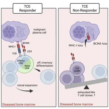 LAB_BIOC's tweet card. Bispecific T cell engagers (TCEs) have shown promise in the treatment of various cancers, but their mode of action in humans is elusive. Providing new insight into immunological mechanisms, Friedrich...