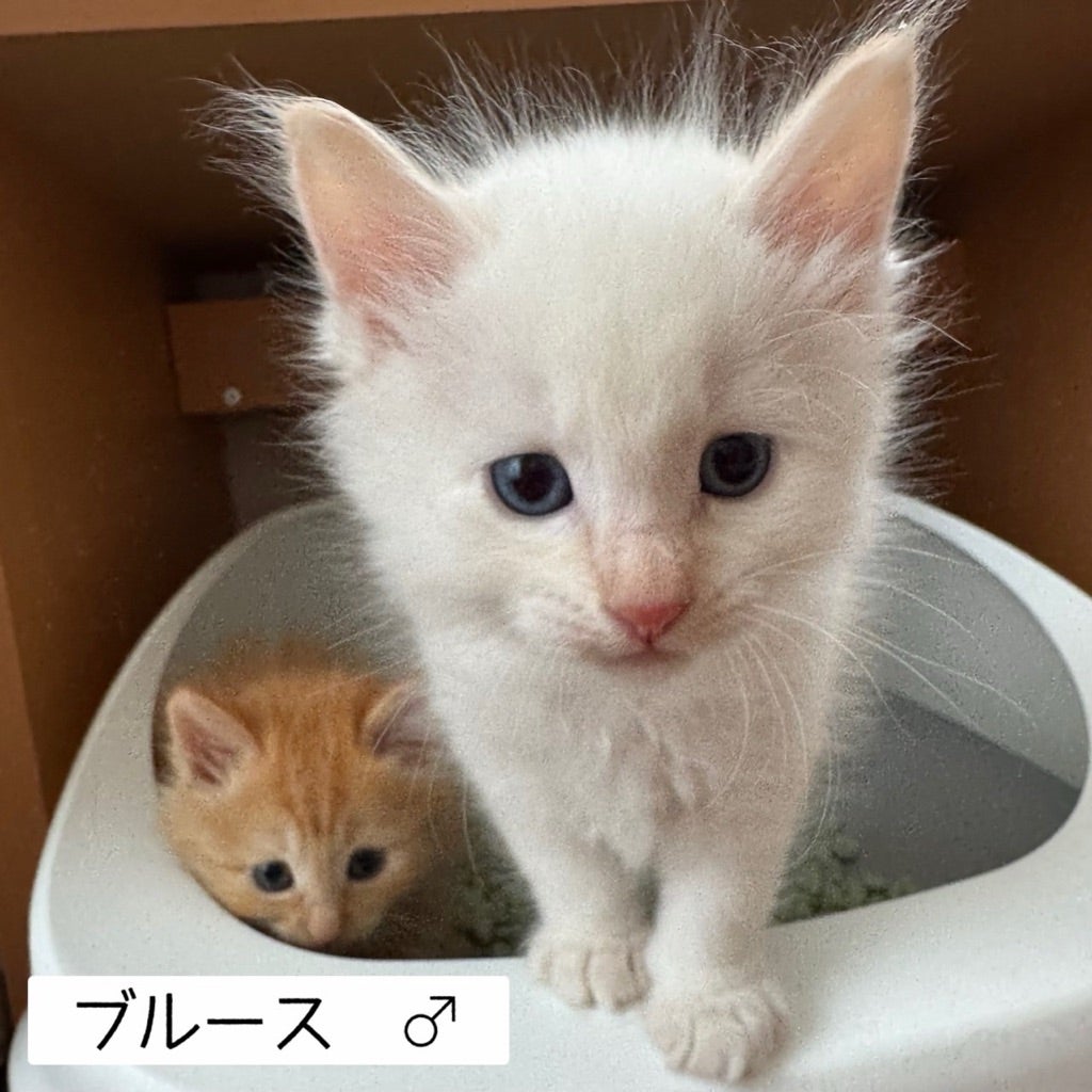 machida_nekon's tweet card. 明日　15日(日)は町田動物愛護の会主催『保護犬・保護猫譲渡会』です整理券は不要です（譲渡の決定は、先着順ではありません。面談をおこない、譲渡会終了後に保護主…