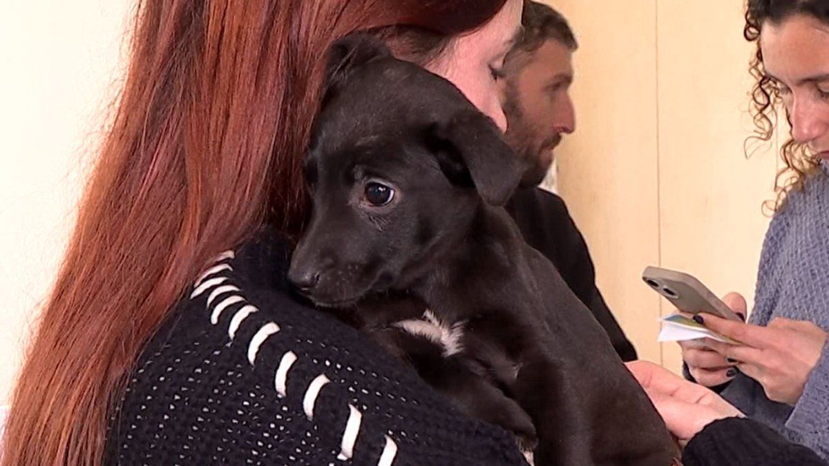 Subrayado's tweet card. Este sábado se realizó en el Espacio Colabora de Montevideo una jornada de adopción de perros, y fueron muchas las familias que ahora tienen un nuevo integrante.