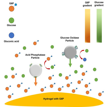 ayusmansen's tweet card. Sapre et al. showcase a hydrogel-based microfluidic device that creates chemical gradients under flow-free conditions for studying enzyme-powered chemotaxis. The setup allows long-term observation of...
