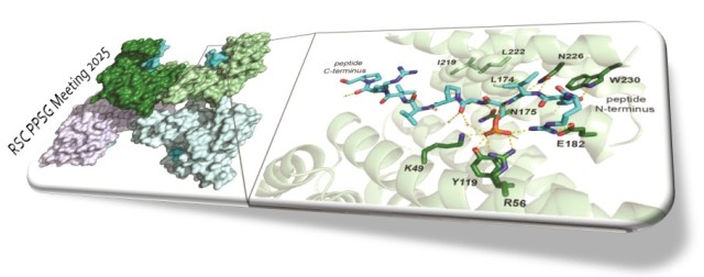 AJWilsonGroup's tweet card. The 2025 RSC Protein and Peptide Science Group Early Stage Researcher Meeting The RSC Protein and Peptide Science Group (PPSG) is pleased to announce the Early Stage Researcher Meeting 2025, a dyna…