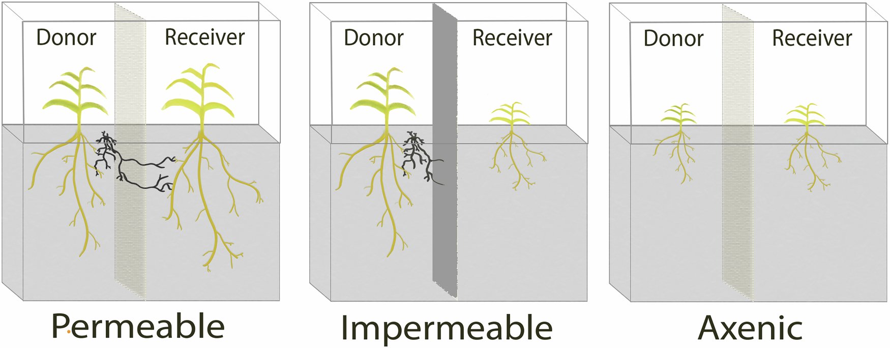 mrillig's tweet card. Communications Biology - A lab experiment shows that Dark Septate Endophytes can form common fungal networks between plants, increasing biomass and enabling water movement, suggesting that...