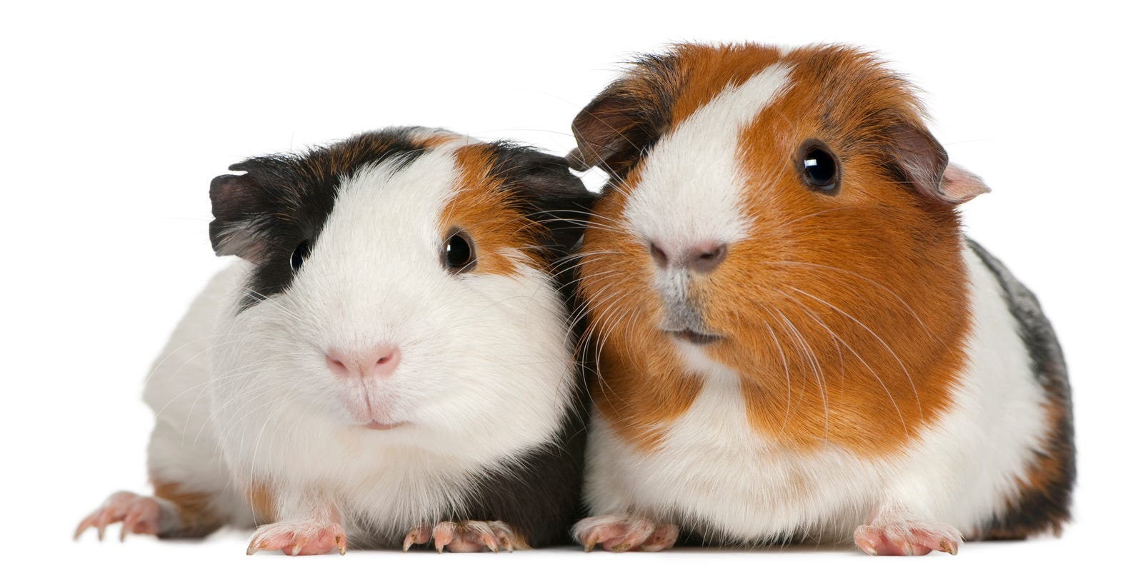 vcstar's tweet card. A Southern California nonprofit announced that 400 guinea pigs were rescued from a property in Los Angeles after living in deplorable conditions.