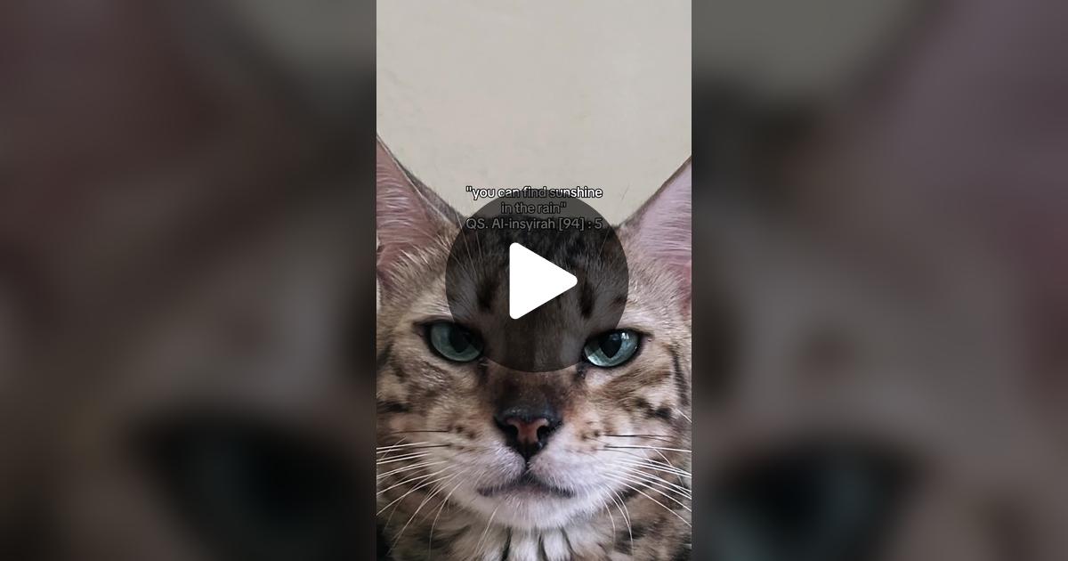 Reemarshub's tweet card. Check out CrazyCatLady’s video.