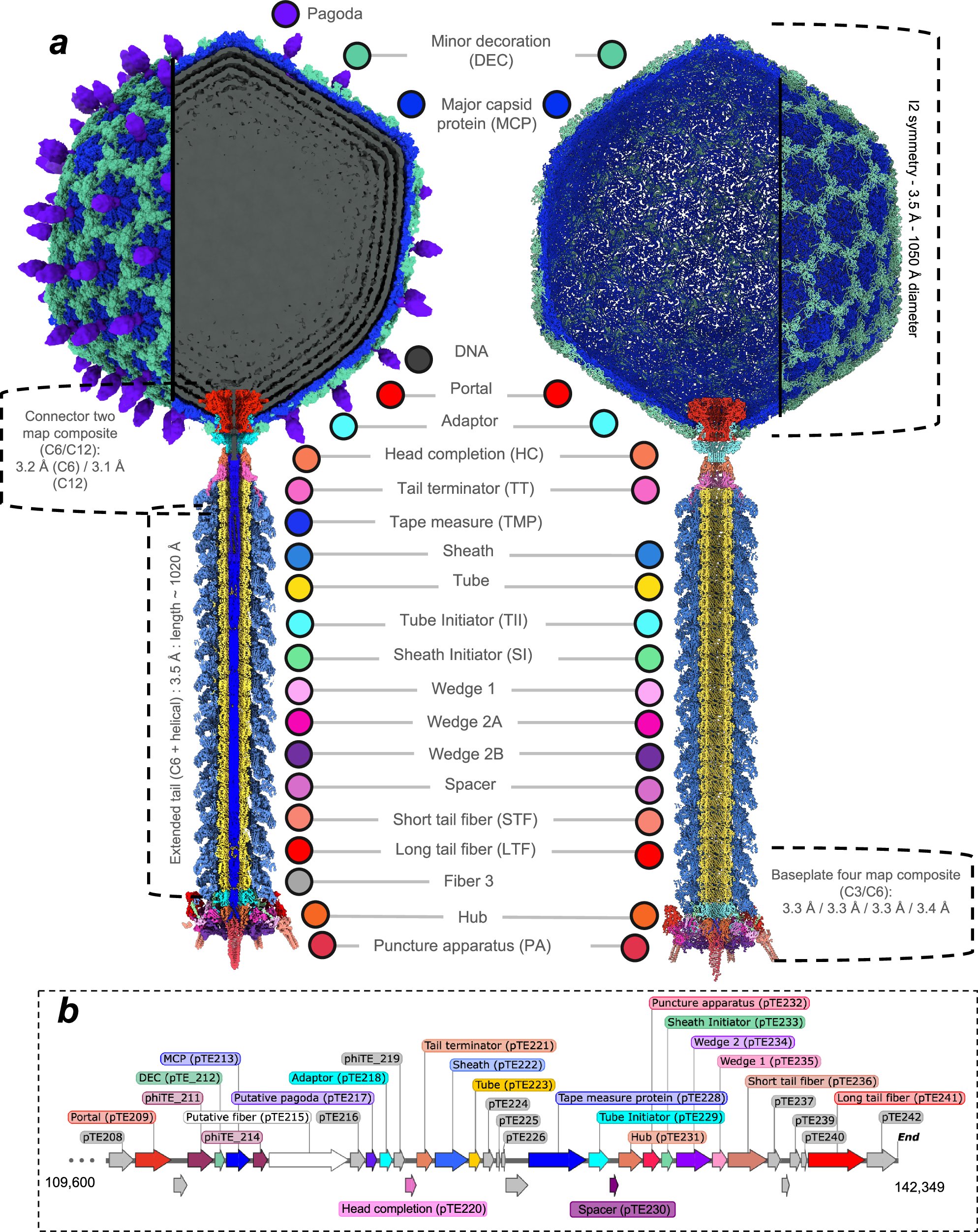 JamesBeanBio's tweet card. Nature Communications - The cryo-EM structure of phage φTE is presented, revealing a distinct neck topology, tail sheath baseplate organization and oligomeric state of the tape measure...