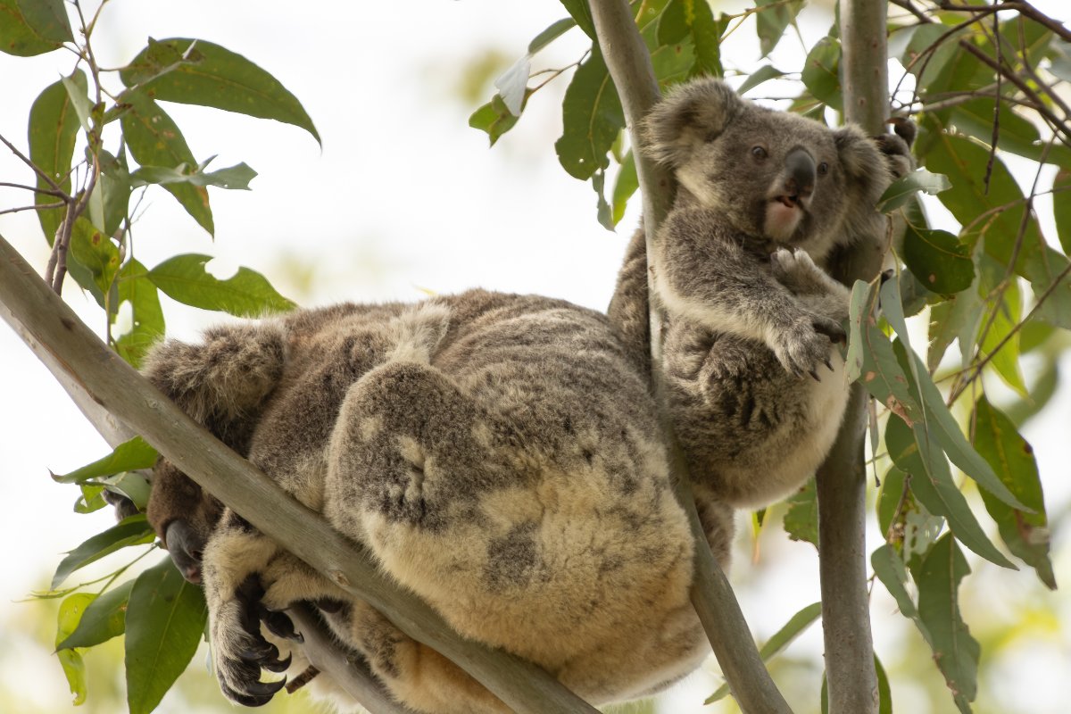 Friends_Koala's tweet card. Celebrate National Tree Day by restoring koala habitat. Learn how planting trees can protect koalas and reconnect ecosystems.