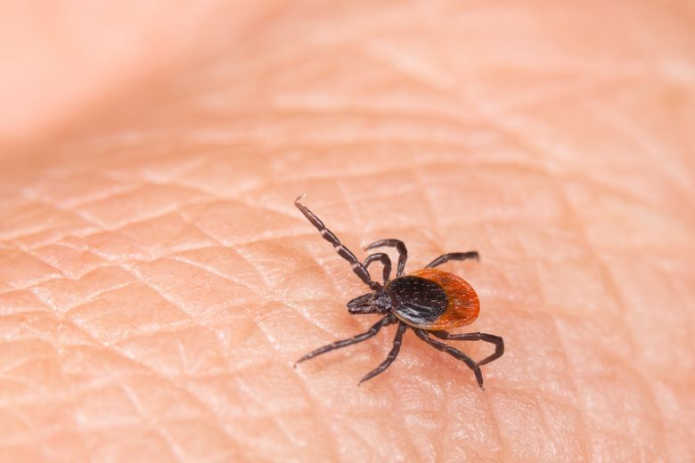 AugensteinWTOP's tweet card. With the number of tick bite-related emergency room visits at a five-year high, a Maryland-based doctor has suggestions on what to do if you find a tick.