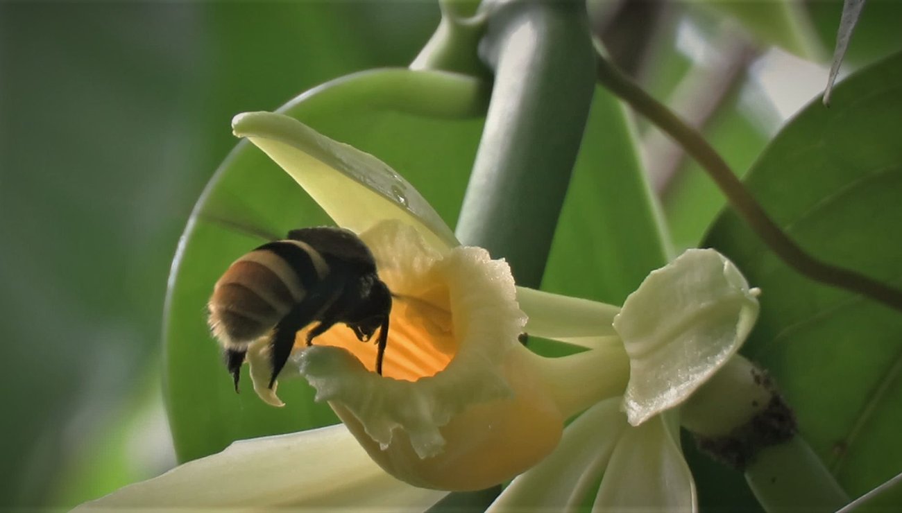PourlaScience's tweet card. Avec la hausse des températures, les territoires partagés entre certaines espèces de vanille et les abeilles qui les fécondent pourraient diminuer jusqu’à 90 %, compromettant leur reproduction.