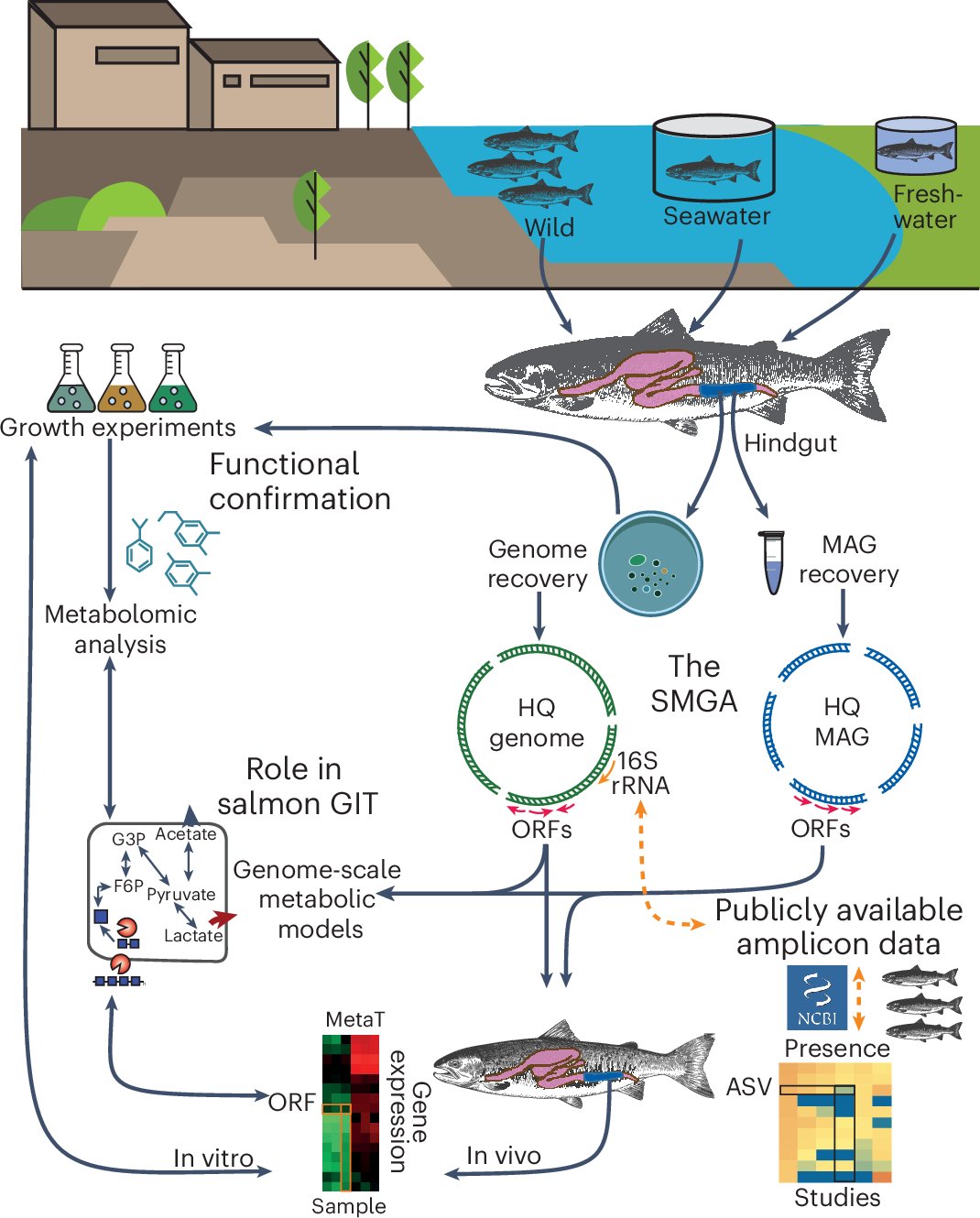 quark_buzo_vera's tweet card. Nature Microbiology - Using shotgun metagenomics, cultivation and metabolic modelling, the authors construct the Salmon Microbial Genome Atlas as a resource for future studies on sustainable...