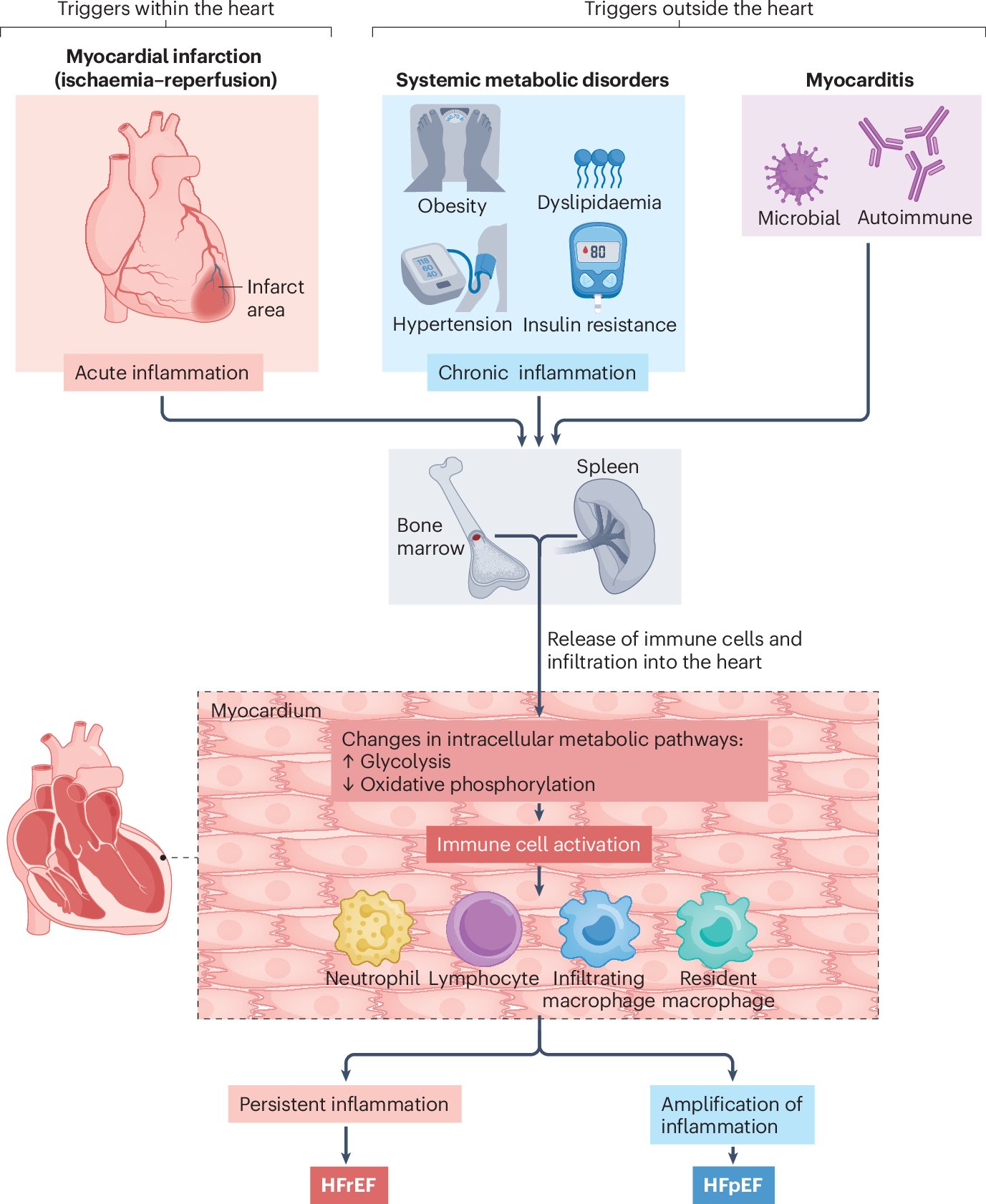 SwirskiLab's tweet card. Nature Reviews Cardiology - In this Review, the authors discuss the cellular and molecular mechanisms of immunometabolism in heart failure and highlight potential approaches for non-invasive...