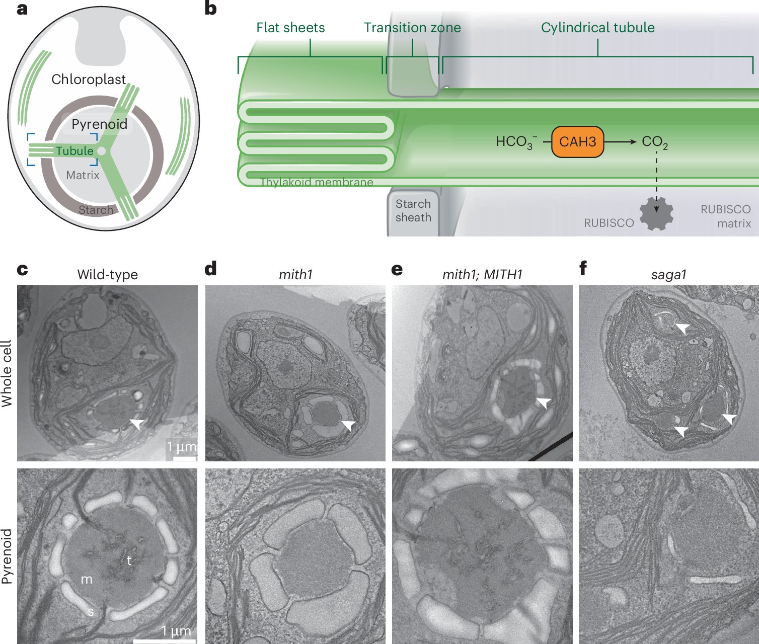 McCormick_Lab's tweet card. Nature Plants - Two algal proteins, MITH1 and SAGA1, play key roles in formation of membranes that deliver CO2 to the pyrenoid, a CO2-concentrating organelle. Their discovery marks a key milestone...