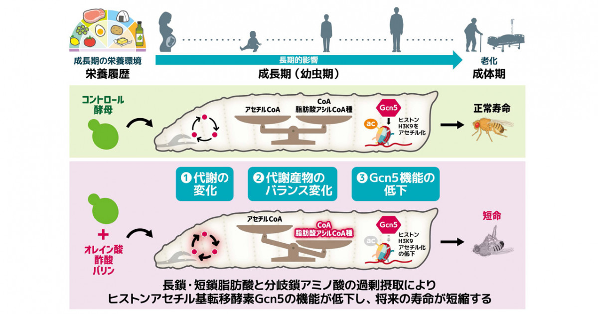 EpicodeOfficial's tweet card. 　成長期の栄養環境（栄養履歴）は、成人した後の疾患の発症リスクや寿命にまで、成長期を越えて影響しうることが報告されています。しかし、そのメカニズムには不明な点が多く残されています。 　水谷祥子 生命科学研究科博士課程学生（兼：同日本学術振興会特別研究員（DC2））（研究当時）、服部佑佳子 同助教（現：白眉センター／生命科学研究科特定准教授）、上村匡 同教授（現：名誉教授）らの研究グループは、...