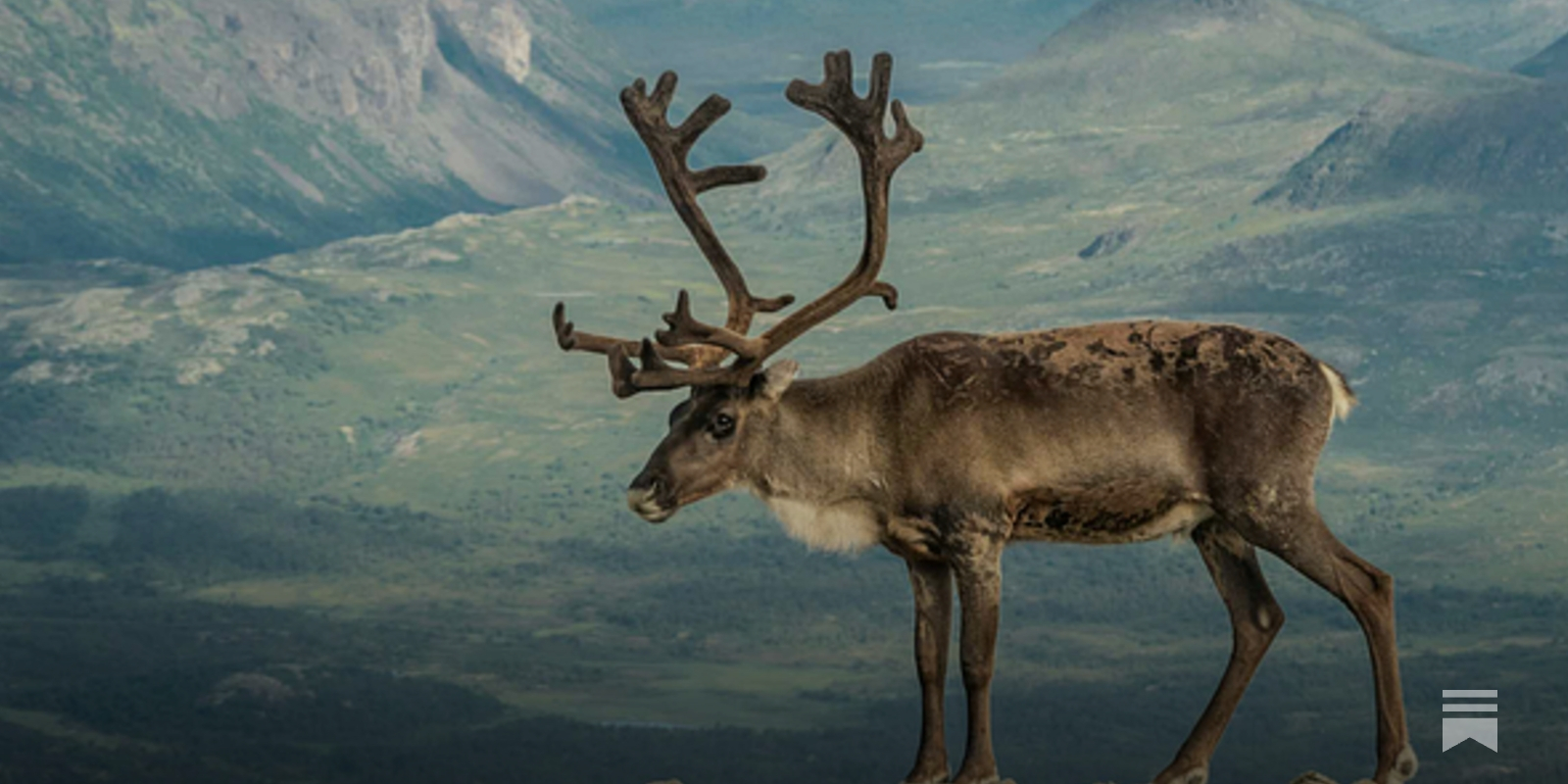 johnhawks's tweet card. Scientists propose a maggot-fueled hypothesis for the diets of ancient hunters