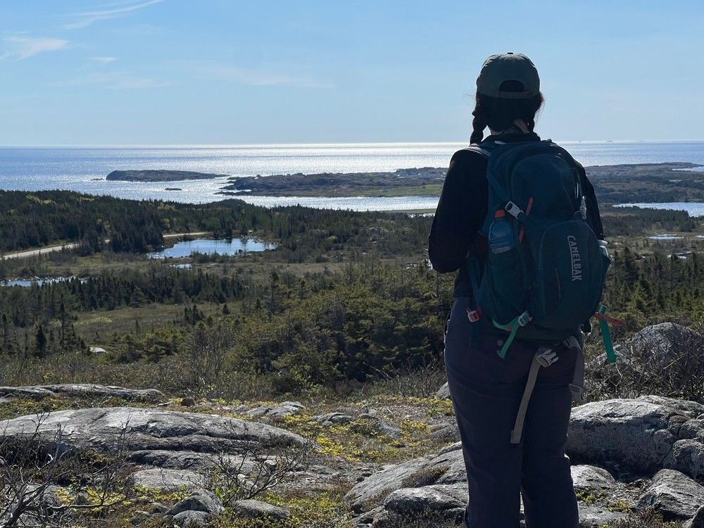 aferraro12's tweet card. Can moose help combat climate change? MUN researcher hopes to find out
