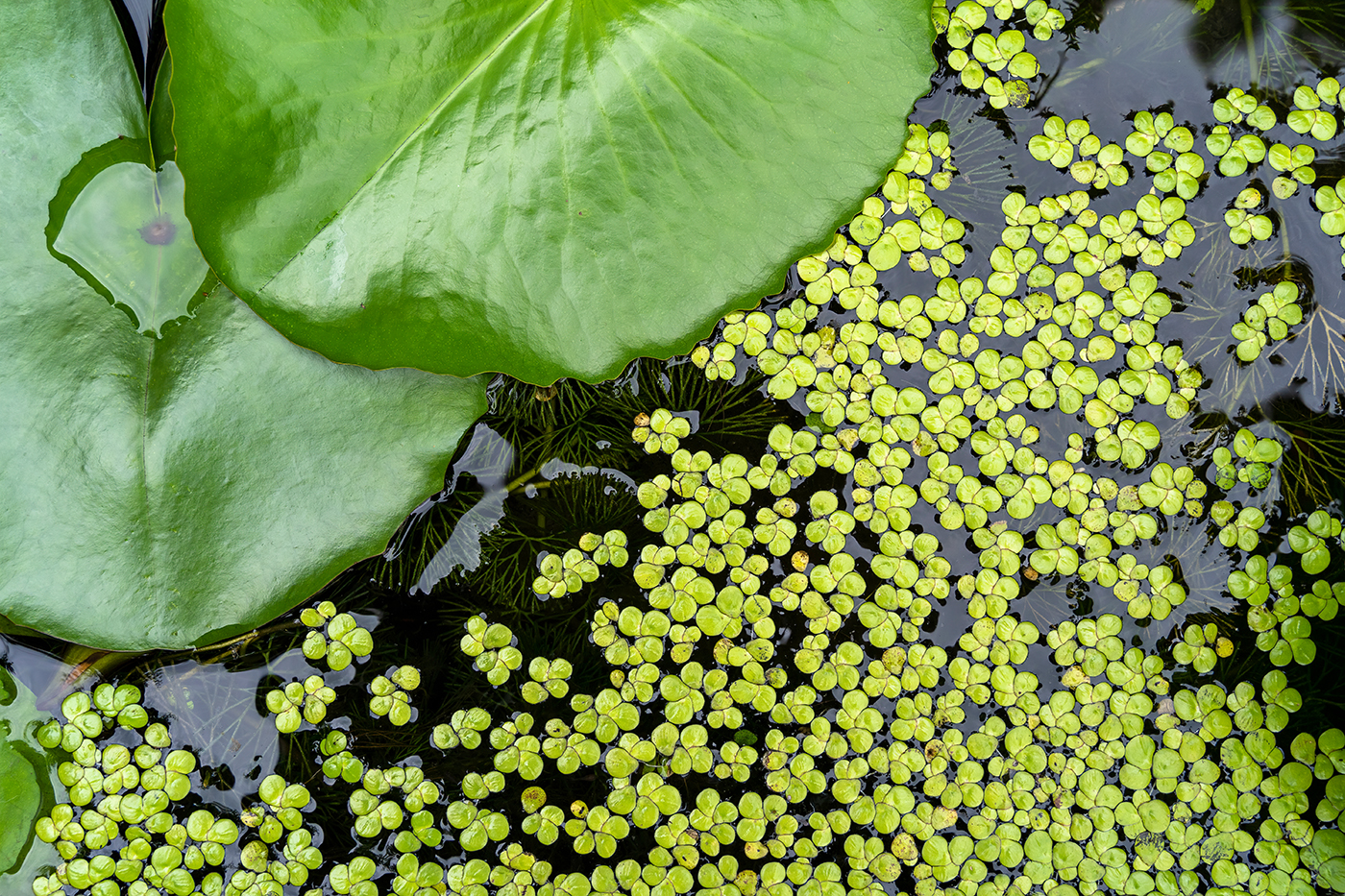 Bishopp_Lab's tweet card. Duckweeds drift like confetti on ponds and lakes. Some species are rootless, whereas others have simple roots dangling below them. Image credit: Shutterstock/ONGUSHI