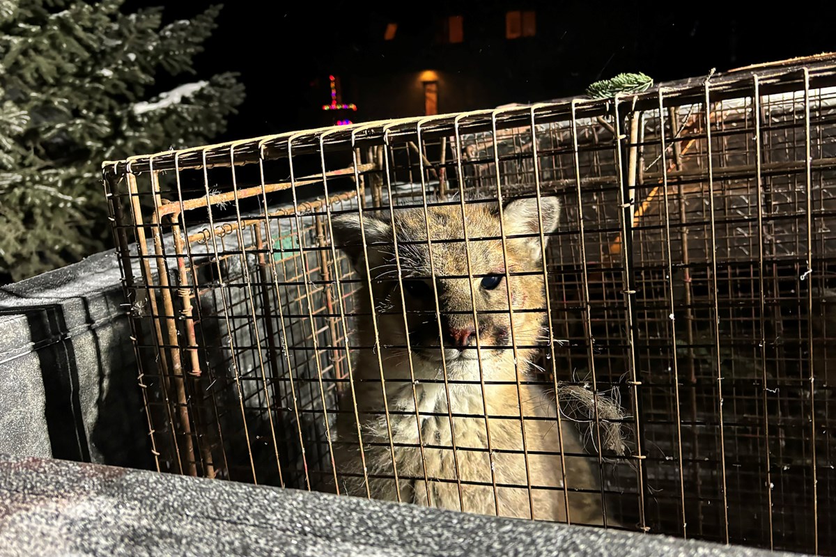 CamilleLabchuk's tweet card. A controversial decision last year to substantially increase the number of cougars that can be hunted in Alberta was not based on science, according to government documents obtained by The Narwhal.